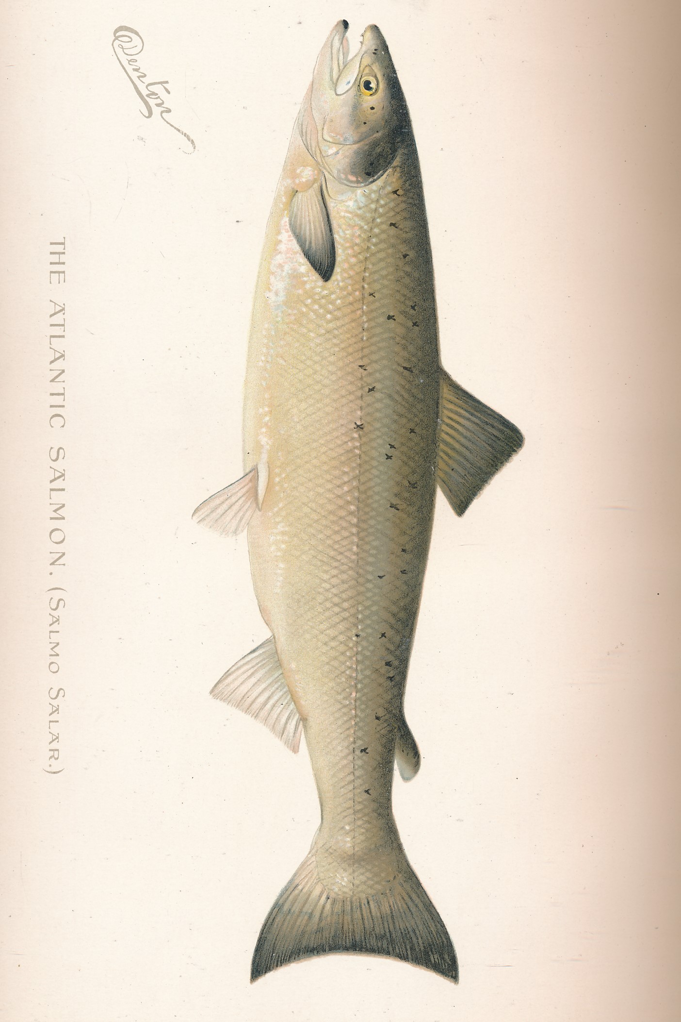 First Annual Report of the Commissioners of Fisheries, Game and Forests. Report for 1895